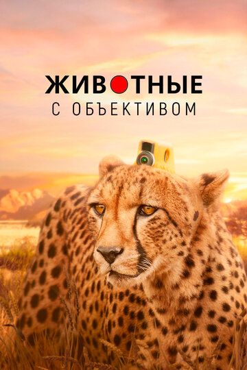 Животные с объективом зарубежные сериалы скачать торрентом