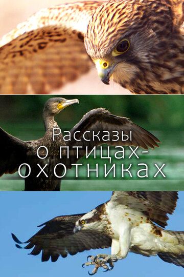 Рассказы о птицах-охотниках 2011 скачать с торрента