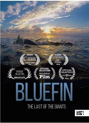 Bluefin зарубежные сериалы скачать торрентом